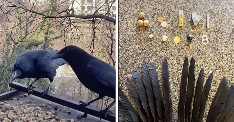 Elle nourrit une famille de corbeaux qui ne cesse de la remercier en lui apportant des cadeaux