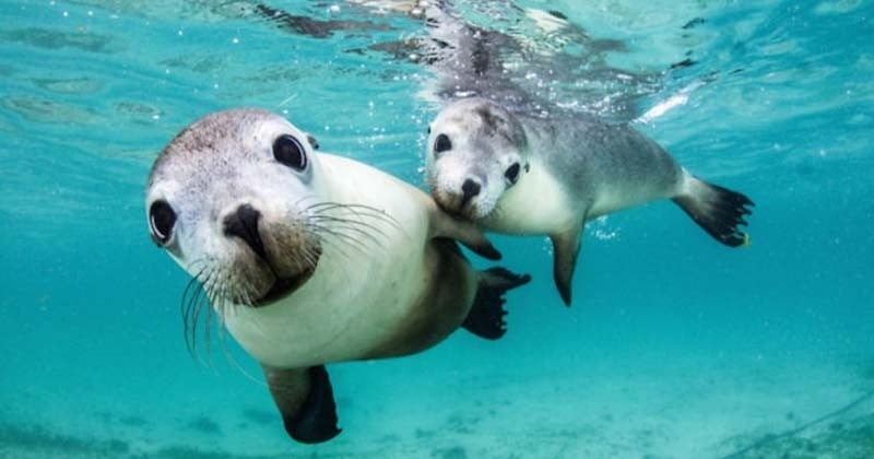 La beauté du monde sous-marin à travers 26 photographies magnifiques prises sous l'eau