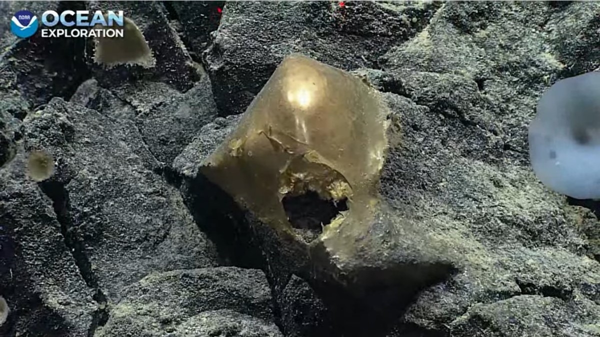 Des chercheurs découvrent un mystérieux “oeuf doré” dans l'océan, à 3 000 mètres de profondeur