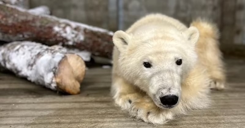 Alaska : des biologistes secourent un ourson polaire orphelin et lui offrent une nouvelle vie 