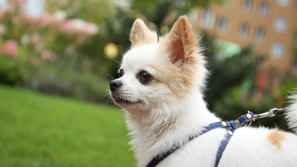 Un mois après avoir perdu son chihuahua, elle le retrouve... à 1200 km de chez elle