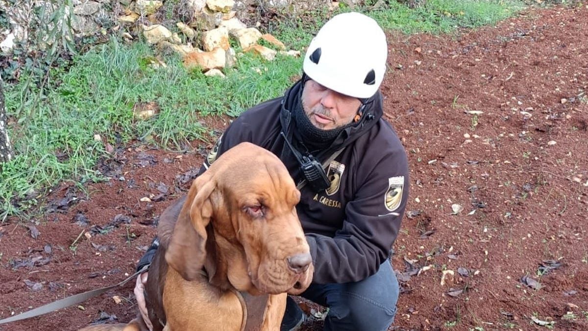 « Vous allez payer » : un chien de sauvetage héroïque meurt dans d'atroces souffrances après avoir mangé des saucisses remplies de... clous