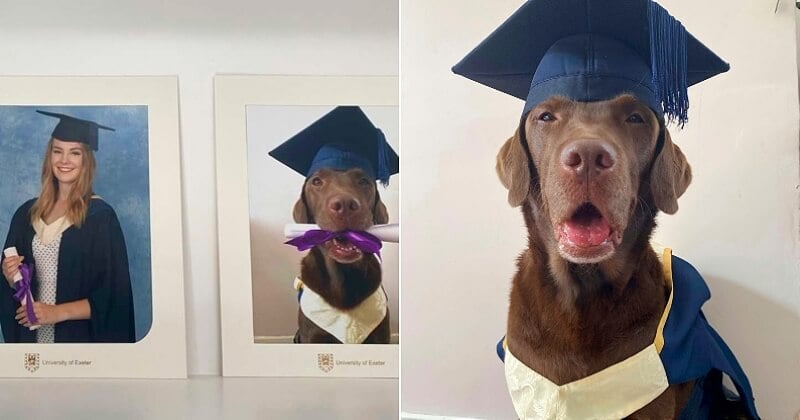 Pour ne pas que leur chien se sente exclu, cette famille a réalisé une photo de lui en mode remise de diplôme