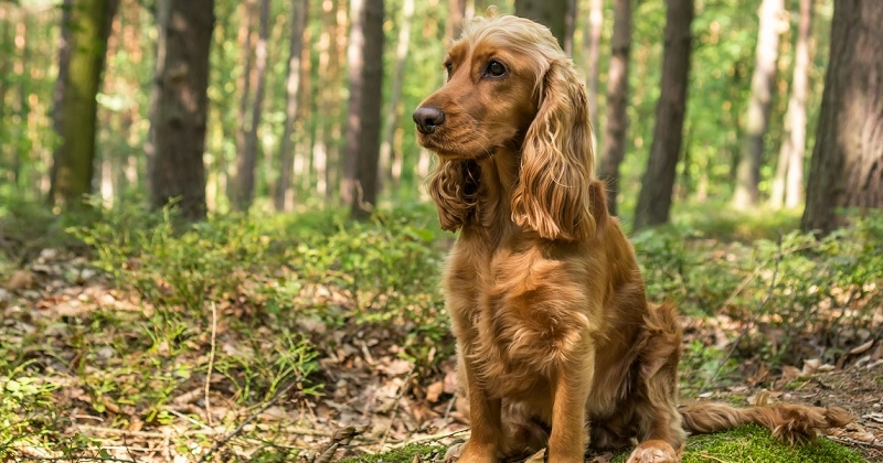 600 euros vos photos d'animaux : gagnez de l'argent grâce à vos boules de poils sur internet