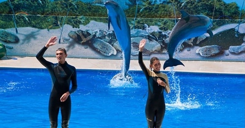 La loi sur l'interdiction de la captivité des dauphins et des orques annulée par le Conseil d'État