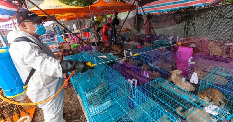 Une pétition recueille plus de 160 000 signatures contre le festival de viande de chien en Chine