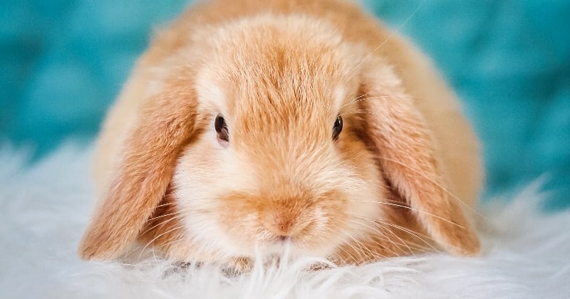 Lapin : 8 choses à savoir sur cet animal trop mignon