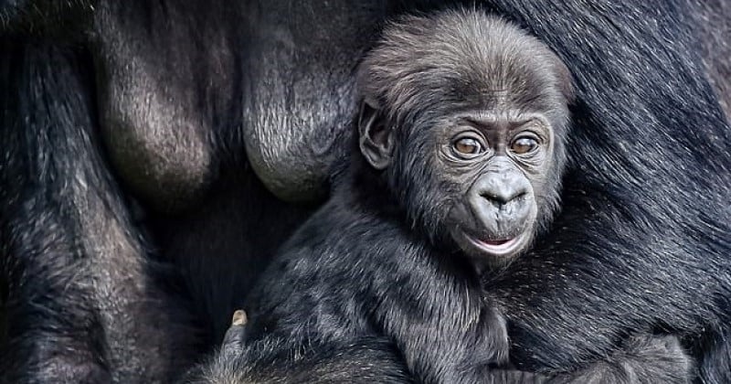 Angleterre : au zoo de Bristol, les visiteurs vont pouvoir découvrir ce bébé gorille âgé de seulement 4 mois