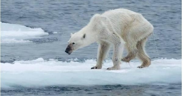 Alerte climatique au Pôle Nord : les températures sont 20°C plus chaudes que la moyenne, la banquise a bien du mal à se reconstituer cet hiver... Et les scientifiques sont très inquiets