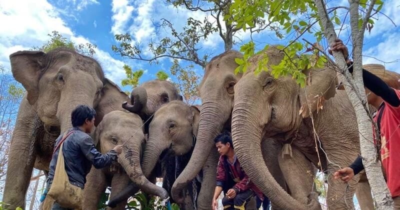 En Thaïlande, les éléphants retournent dans leurs habitats naturels avec l'absence des touristes