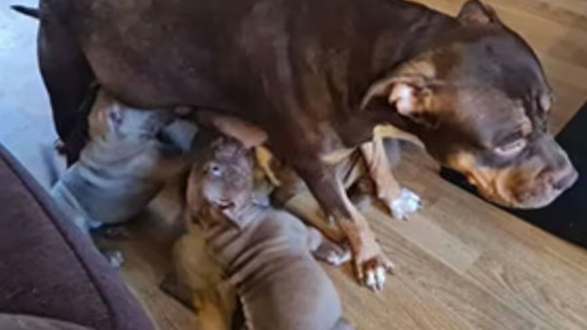 Royaume-Uni : sa chienne Bully XL donne naissance à neuf chiots alors que cette race est interdite dans le pays 
