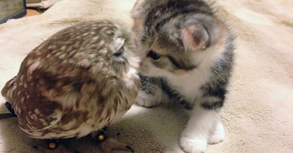 Voilà ce qu'il se passe quand un chaton et une chouette sont amis !