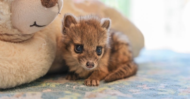 Un bébé fanakola tacheté, rare représentant d'une espèce menacée, est né pour la première fois dans un zoo aux États-Unis