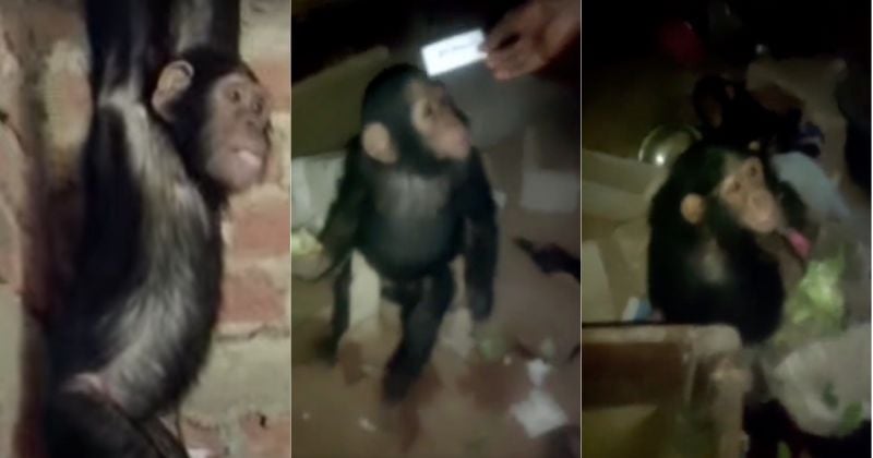 3 chimpanzés enlevés dans un refuge par des braconniers, ils exigent une rançon colossale