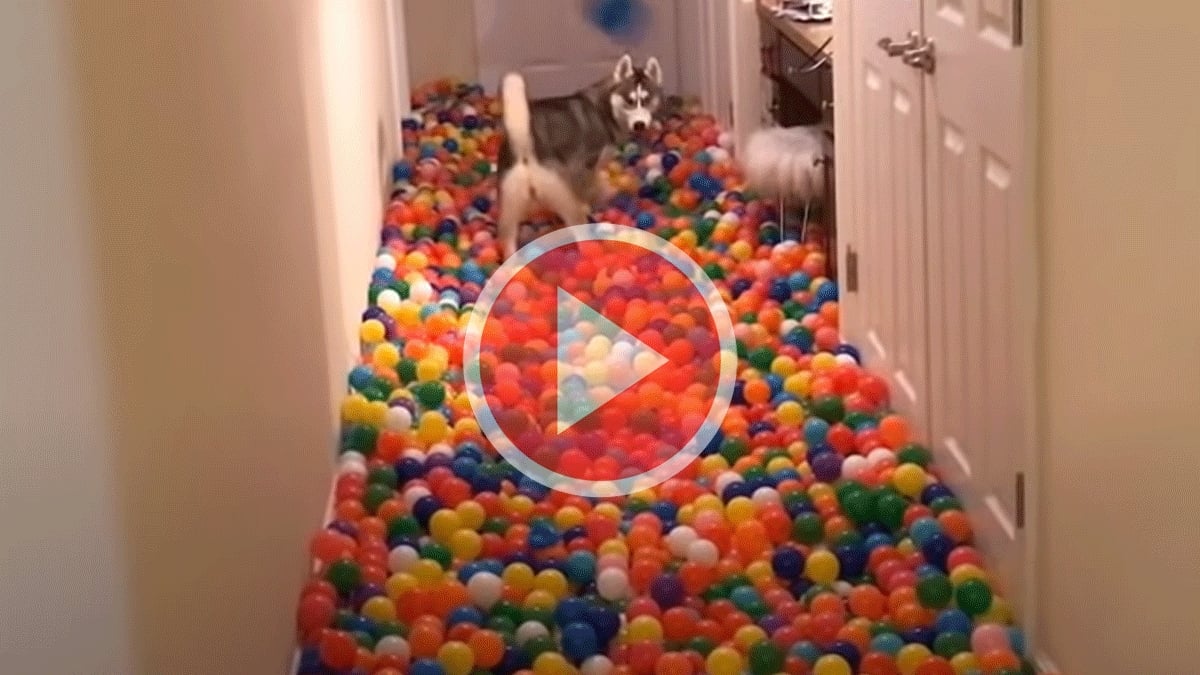 Le chien le plus heureux du monde : un maître achète 5400 balles et inonde son appartement (vidéo)