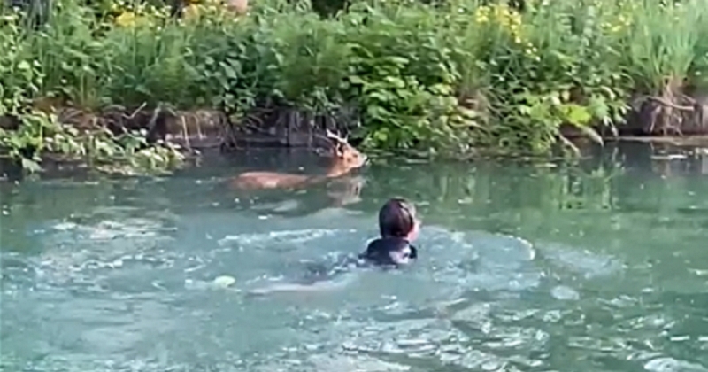 Tombé dans un canal, un chevreuil est sauvé de la noyade par un groupe de joggeurs