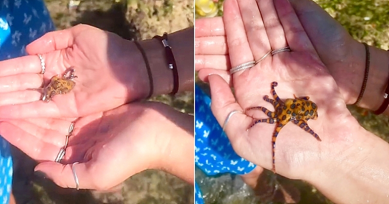 Sans le savoir, cette internaute s'est filmée en train de tenir dans ses mains la pieuvre la plus dangereuse au monde