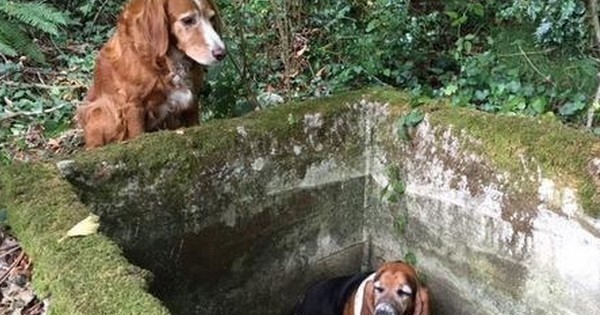 Ces deux chiennes perdues sont restées ensemble pendant une semaine alors que l'une d'entre elles était coincée !