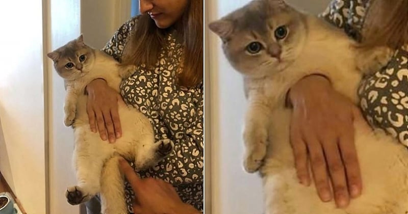 La photo de ce chat crée un véritable buzz sur Internet et vous allez vite comprendre pourquoi