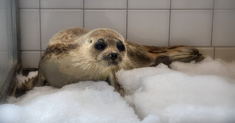 Un phoque marbré, une espèce rare venue du Pôle Nord, a été trouvé sur une plage à Calais et recueilli par une association