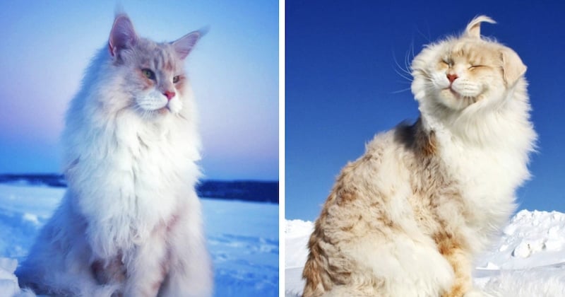 Voici Lotus, un chat de race Maine Coon devenu une superstar sur les réseaux sociaux