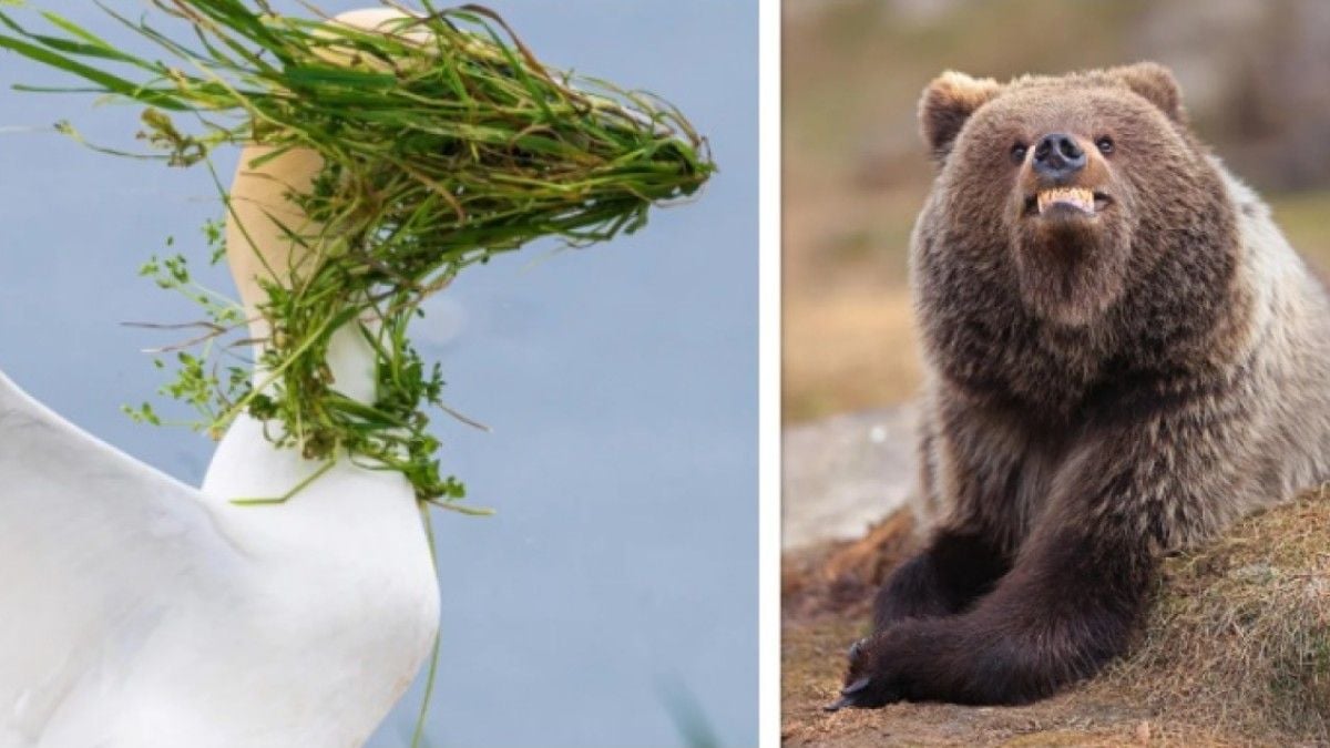 Voici les photos d'animaux les plus drôles de l'année 2025, elles sont hilarantes