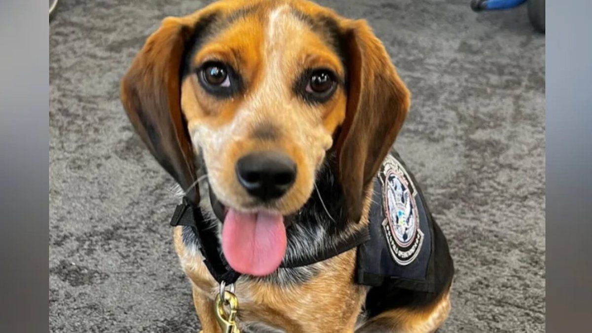Le Beagle Billy 