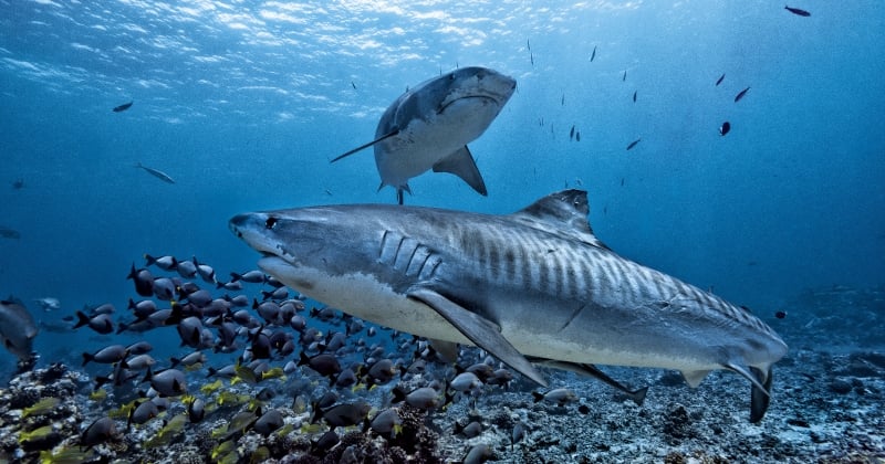 Hawaï interdit définitivement la pêche aux requins pour préserver l'équilibre des écosystèmes marins
