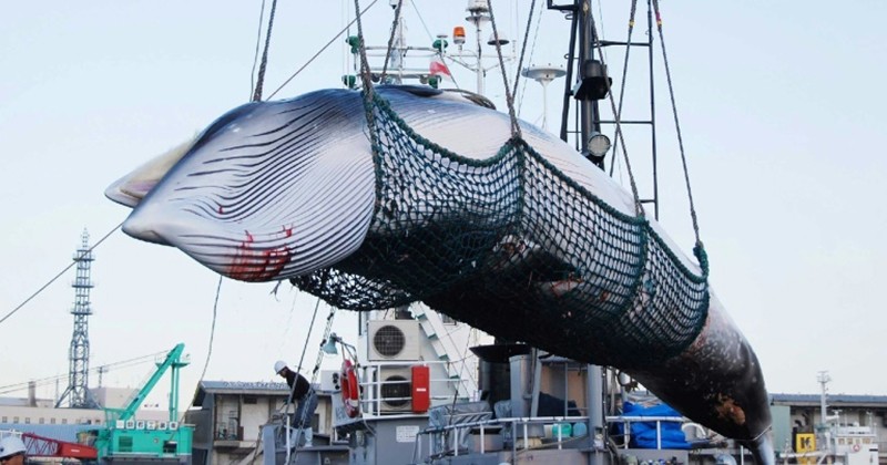 Le Japon reprend la chasse à la baleine 30 ans après