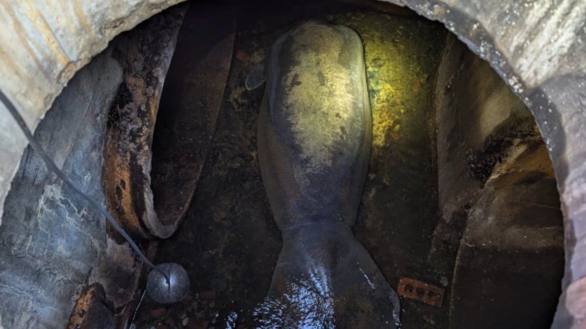 Le lamantin coincé dans les égouts 