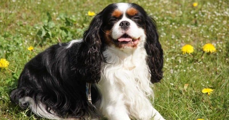 Cavalier King Charles : 10 choses à savoir sur cette race de chien