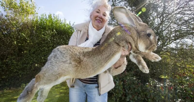 Angleterre : Darius, le plus grand lapin du monde, a été volé