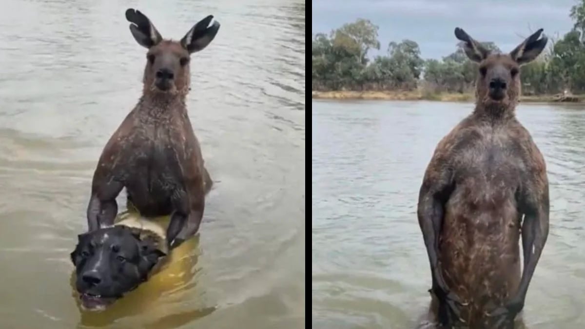 Australie : un homme affronte un kangourou hyper musclé qui était en train de noyer son chien dans une rivière 