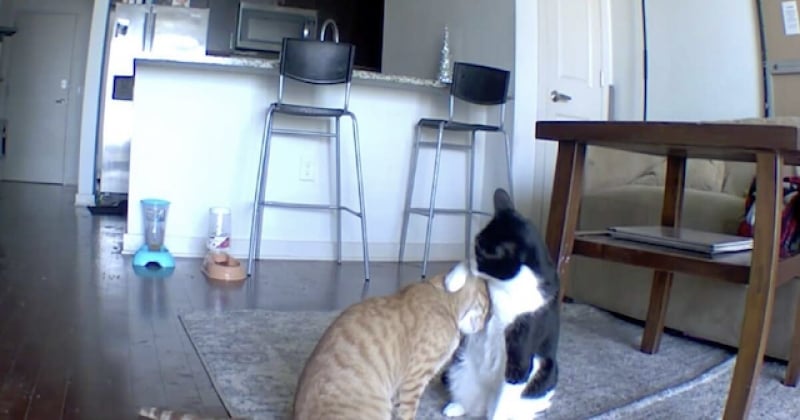 La vidéo de ce chat réconfortant son frère anxieux en l'absence de leur maîtresse va vous faire fondre