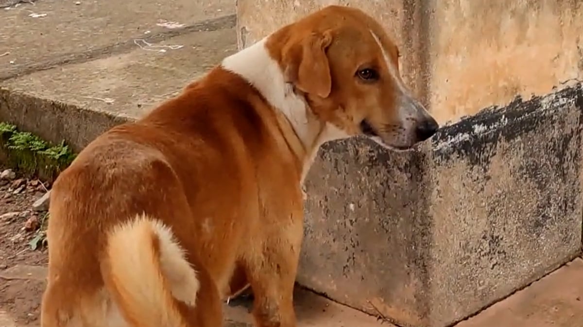 VIDÉO : ce chien attend son maître décédé devant les portes de la morgue... depuis 4 mois