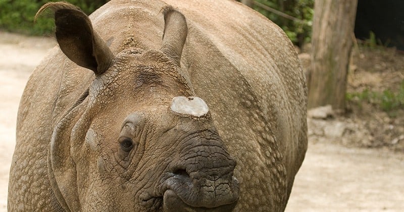 En Chine et au Vietnam, le trafic illégal de corne de rhinocéros ne s'est jamais aussi bien porté malgré les interdictions