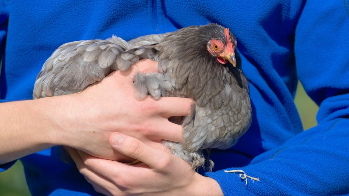 Hauts-de-France : 3000 poules pondeuses destinées à l'abattoir sont disponibles à l'adoption