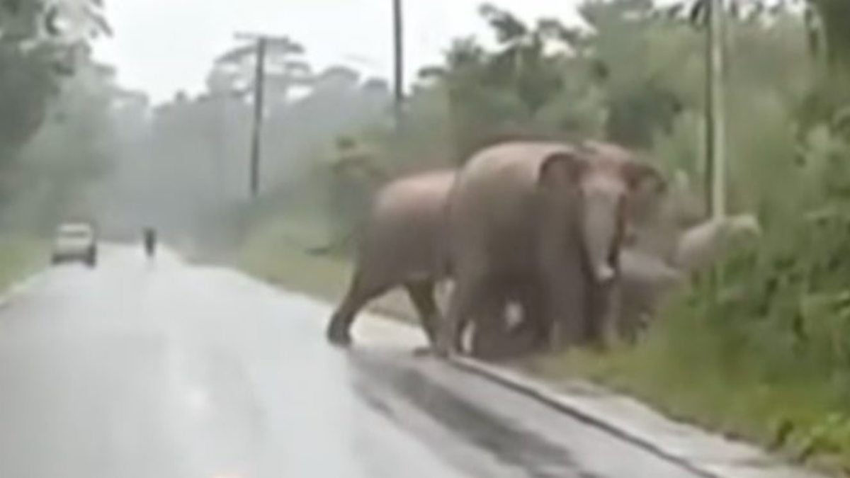 Une grand-mère éléphant s'arrête pour dire merci aux humains qui ont laissé traverser son troupeau sur la route