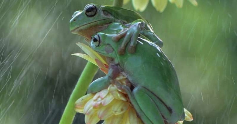 Un photographe a capturé un cliché montrant deux grenouilles s'enlacer sous la pluie 