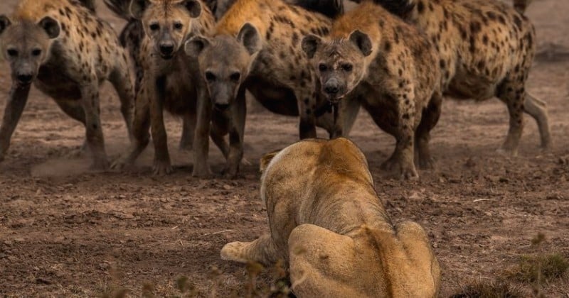 La beauté sans égal du monde animal résumée à travers 33 photographies magnifiques du concours National Geographic