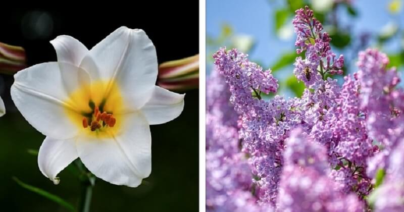 Jardinage : 12 fleurs à planter au printemps