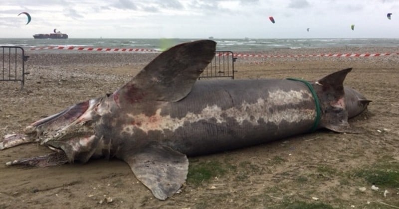 Sans queue ni tête, un requin pèlerin retrouvé échoué sur une plage de Normandie