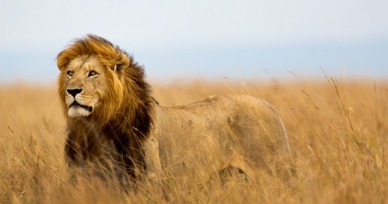Dans une réserve d'Afrique du Sud, des lions ont dévoré trois braconniers venus tuer des rhinocéros