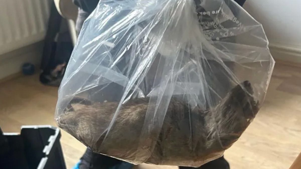Un rat géant de 55 cm, de la taille d'un petit chat,  a été découvert dans une maison en Angleterre 