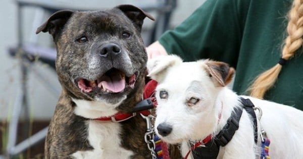 Ces chiens abandonnés sont inséparables, vous allez vite découvrir pourquoi... Une extraordinaire amitié !