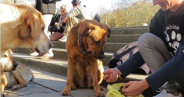 Un ancien sans-abri, sorti de la rue, monte une association pour aider les SDF à nourrir leurs chiens