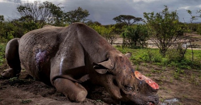 L'Afrique du Sud vient d'autoriser à nouveau le commerce de cornes de rhinocéros pour mieux lutter contre le braconnage illégal