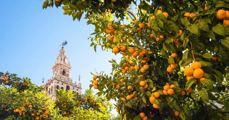 À Séville, les oranges de la ville sont transformées en électricité