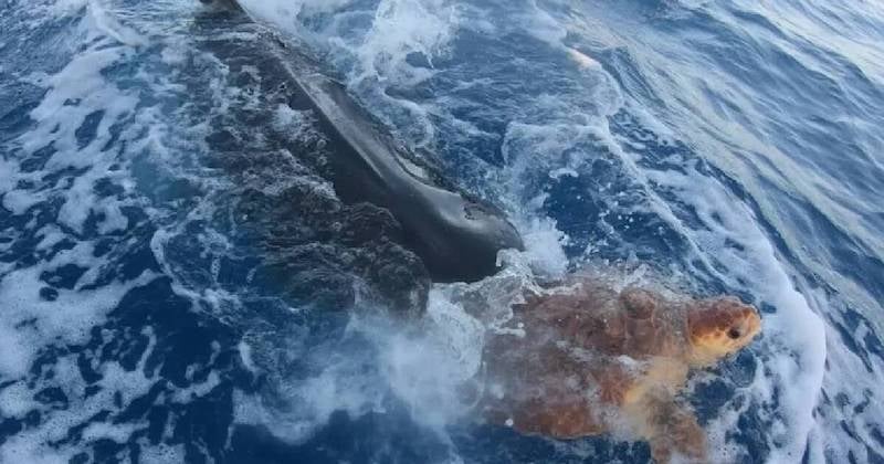 La vidéo d'un requin «sauvant» une tortue en l'apportant à des pêcheurs fait le tour du web