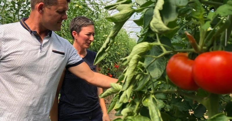 « On les offre, c'est plus simple » : en Alsace, les maraîchers liquident des tonnes de tomates invendues